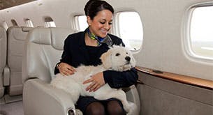 Can i take my pet on a jet?