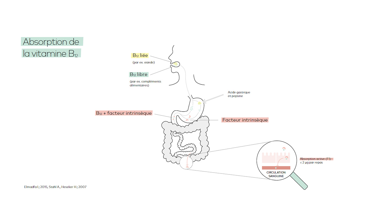 Absorption de la vitamine b12