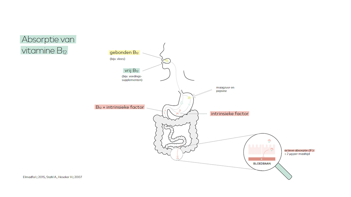 Absorptie van vitamine b12