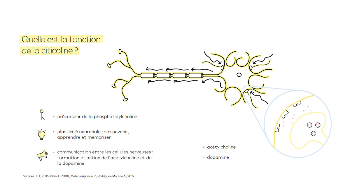 Quelle es la fonction de la citicoline