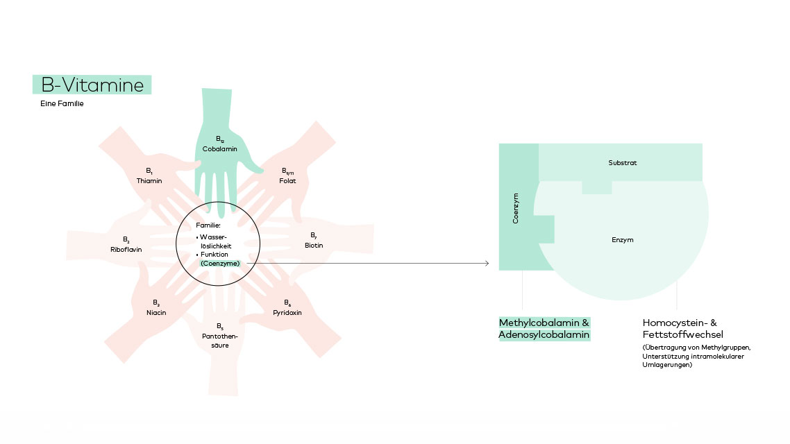 Die B-Vitamine - eine Familie