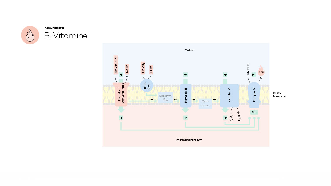 Die Atmungskette der B-Vitamine