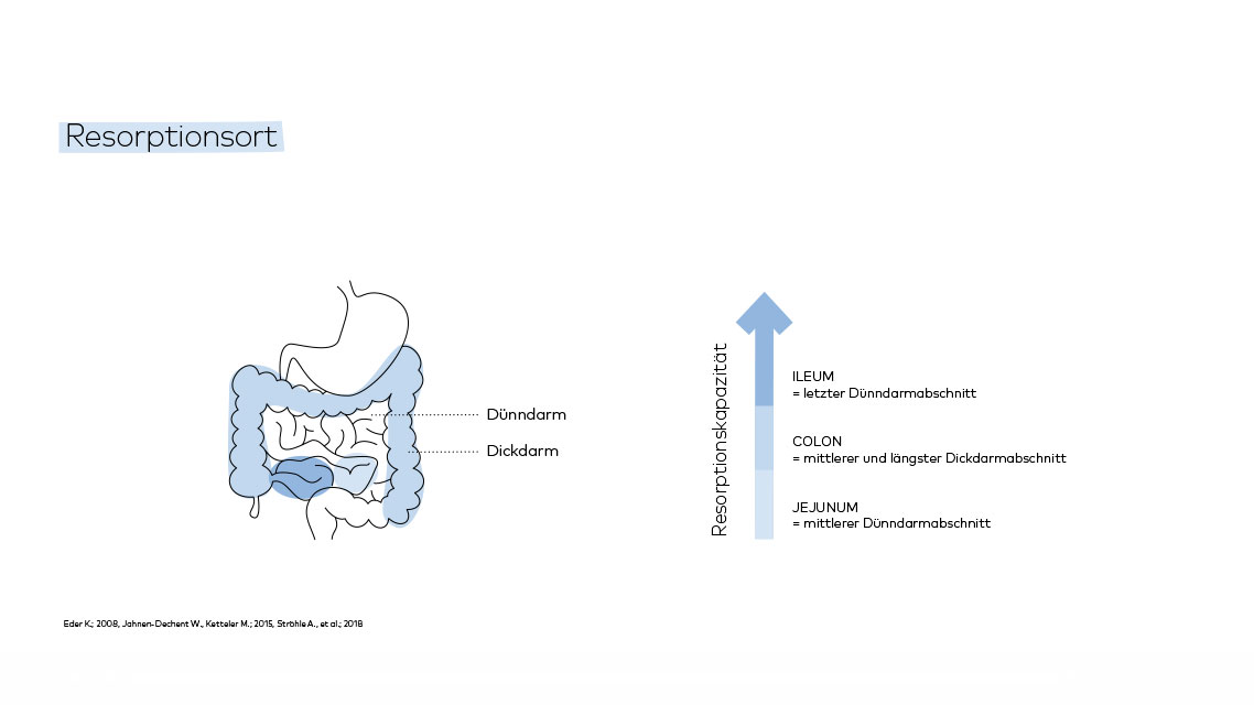 Resorption von Magnesium