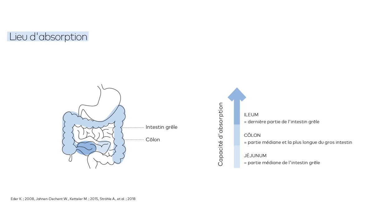 absorption du magnesium
