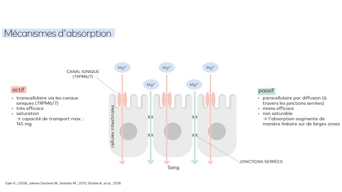 Mechanismes d'absorption