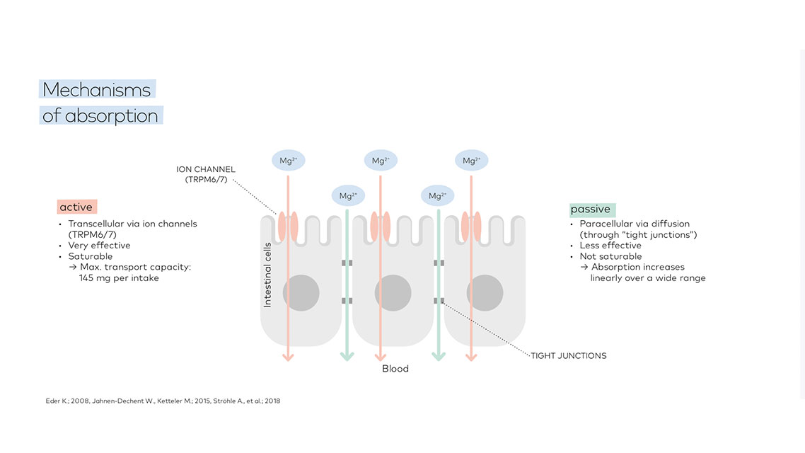 Meachnisms of absorption
