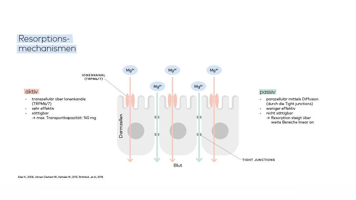 Resorptionsmechanismen 