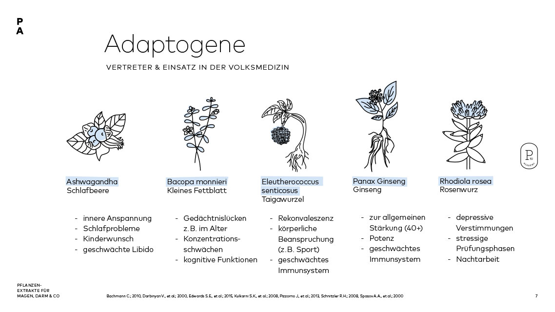Vertreter der Adaptogene und deren Einsatzgebiete in der Volksmedizin