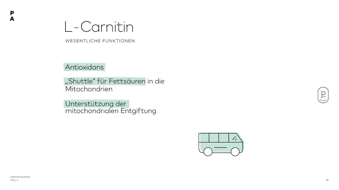 Wesentliche Funktionen von L-Carnitin