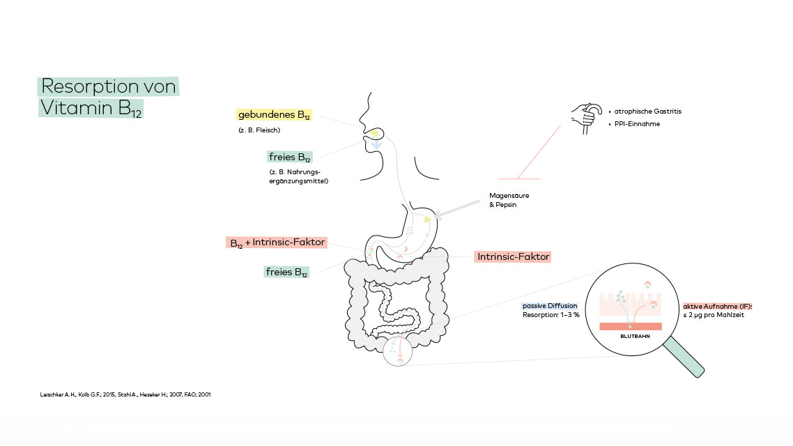 Resorptionswege Vitamin B12