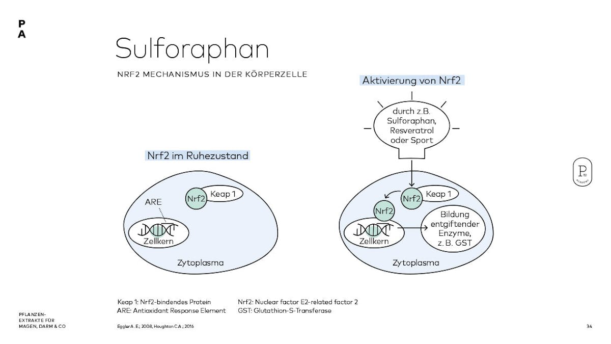 Wirkmechanismus des sekundären Pflanzenstoffs Sulforaphan einfach erklärt