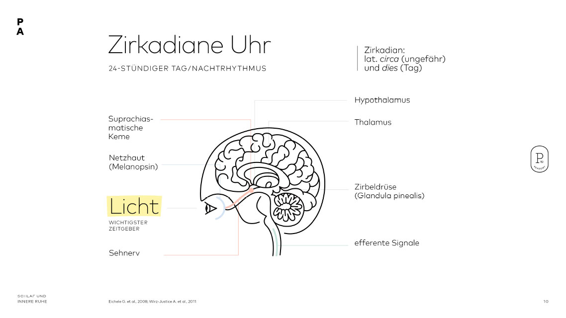    Der innere Tag/Nachtrhythmus