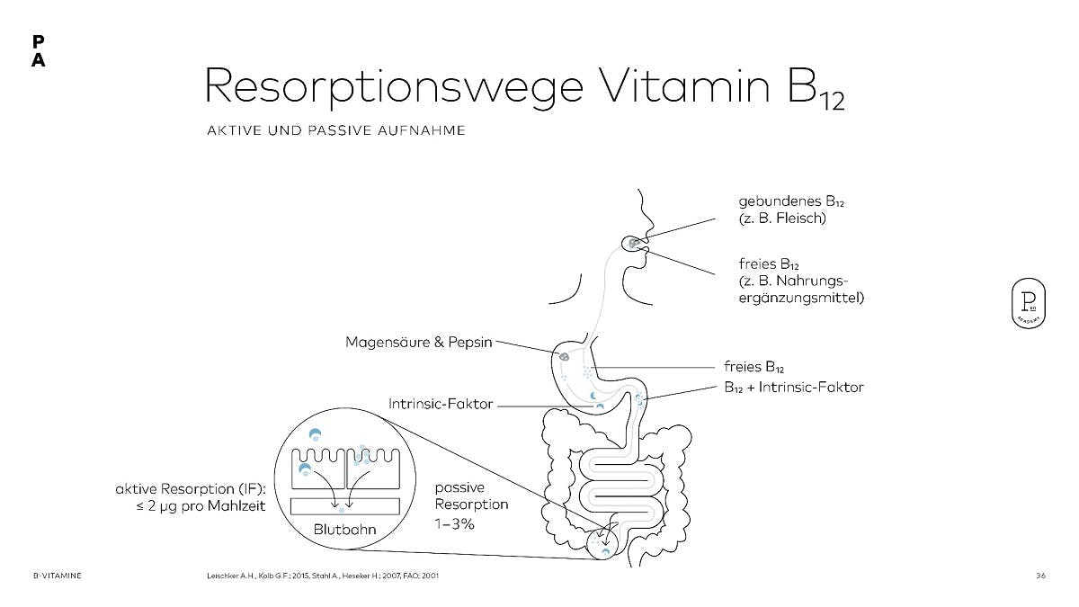 Wie wird Vitamin B12 vom Körper aufgenommen?