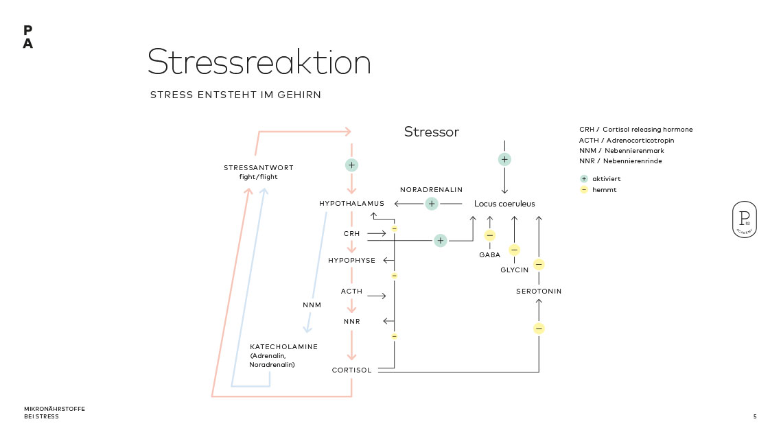 Aktivierung der endogenen Stressantwort