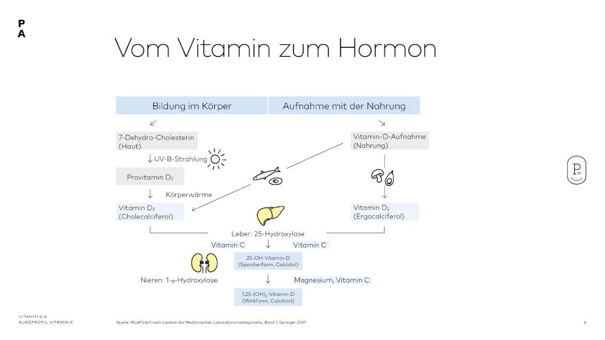 Körpereigene Bildung von Vitamin D 