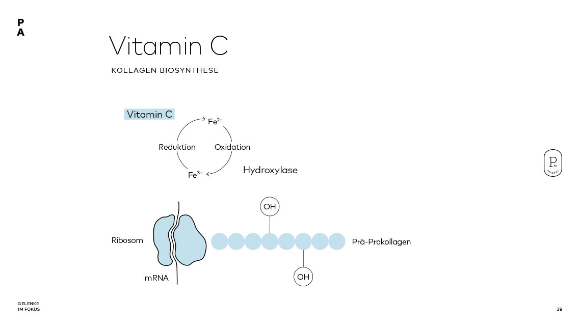 Biosynthese von Kollagen