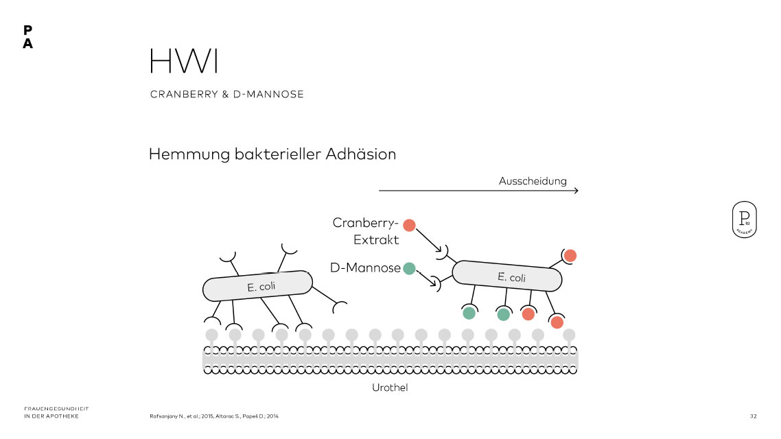 Wirkmechanismen von Cranberry und D-Mannose