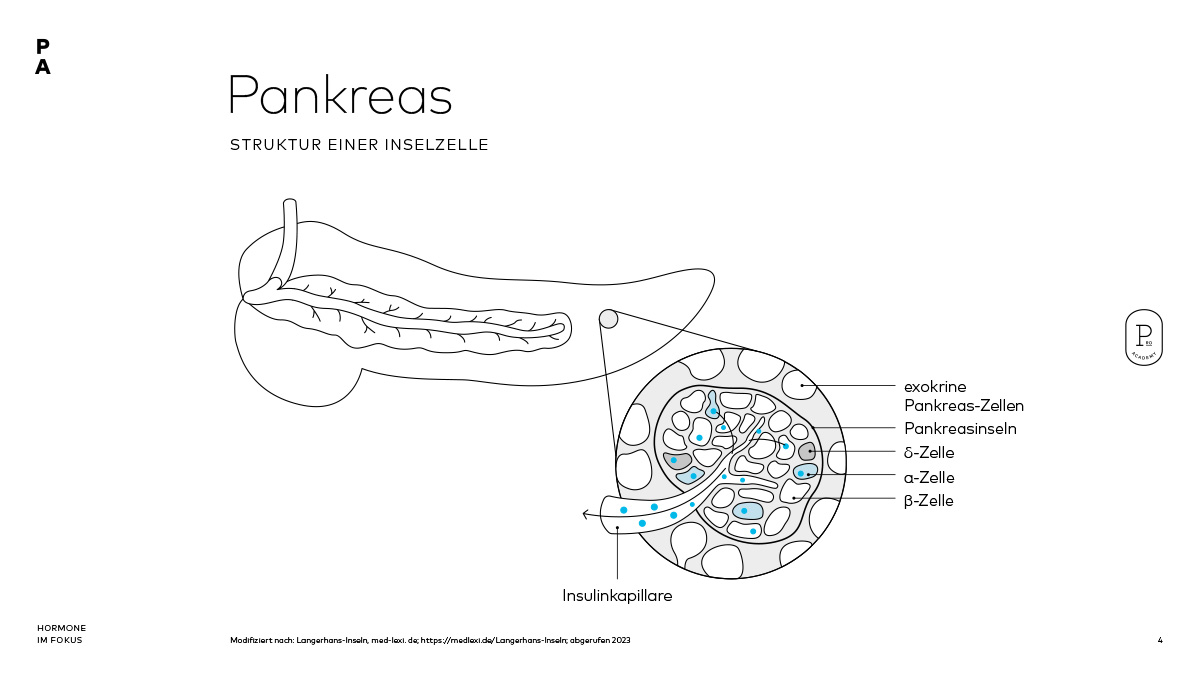 Querschnitt Pankreas