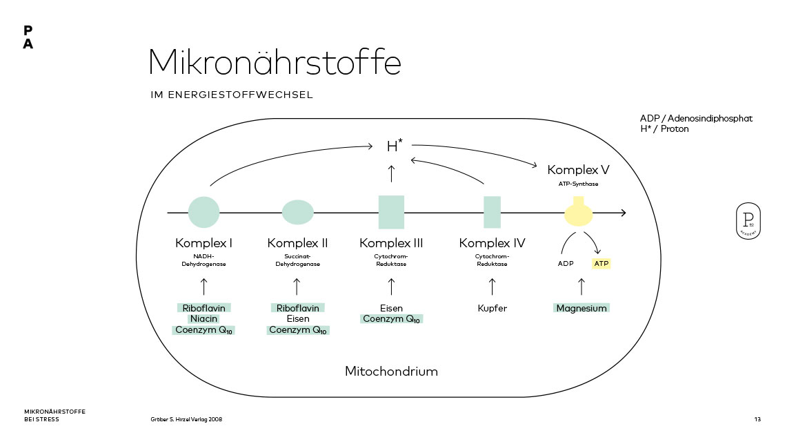 Atmungskette und die Notwendigkeit von Mikronährstoffen in der Energieproduktion