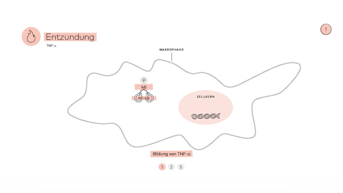 Darstellung einer Entzündung im Detail