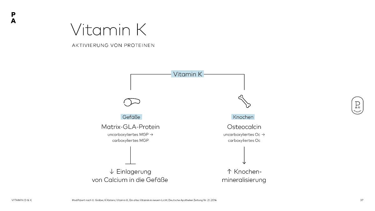 Vitamin K – Einfluss auf Gefäße und Knochen