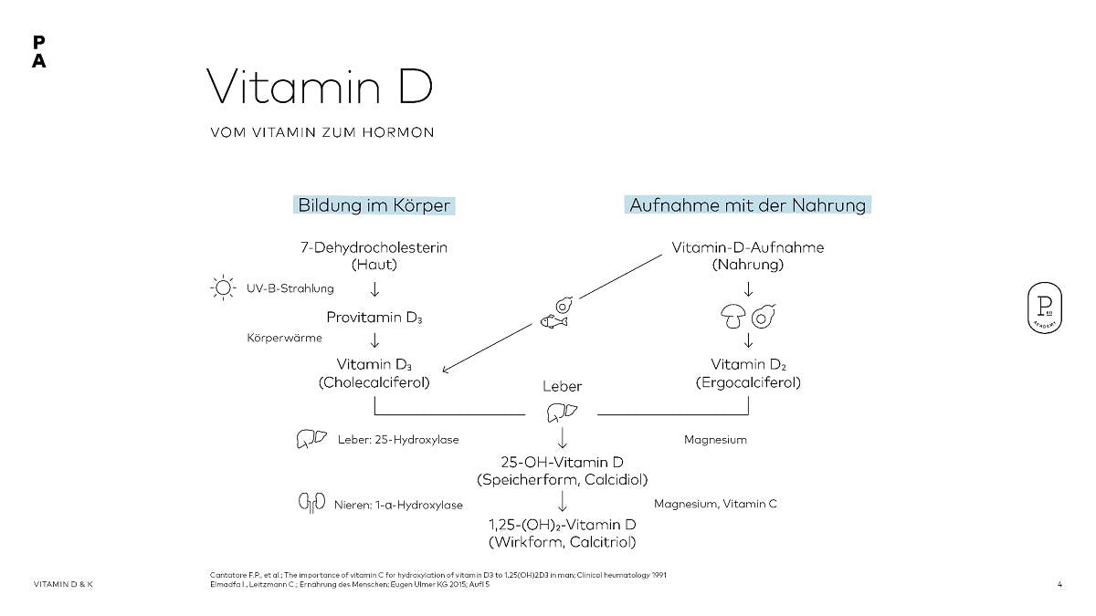 Körpereigene Bildung von Vitamin D