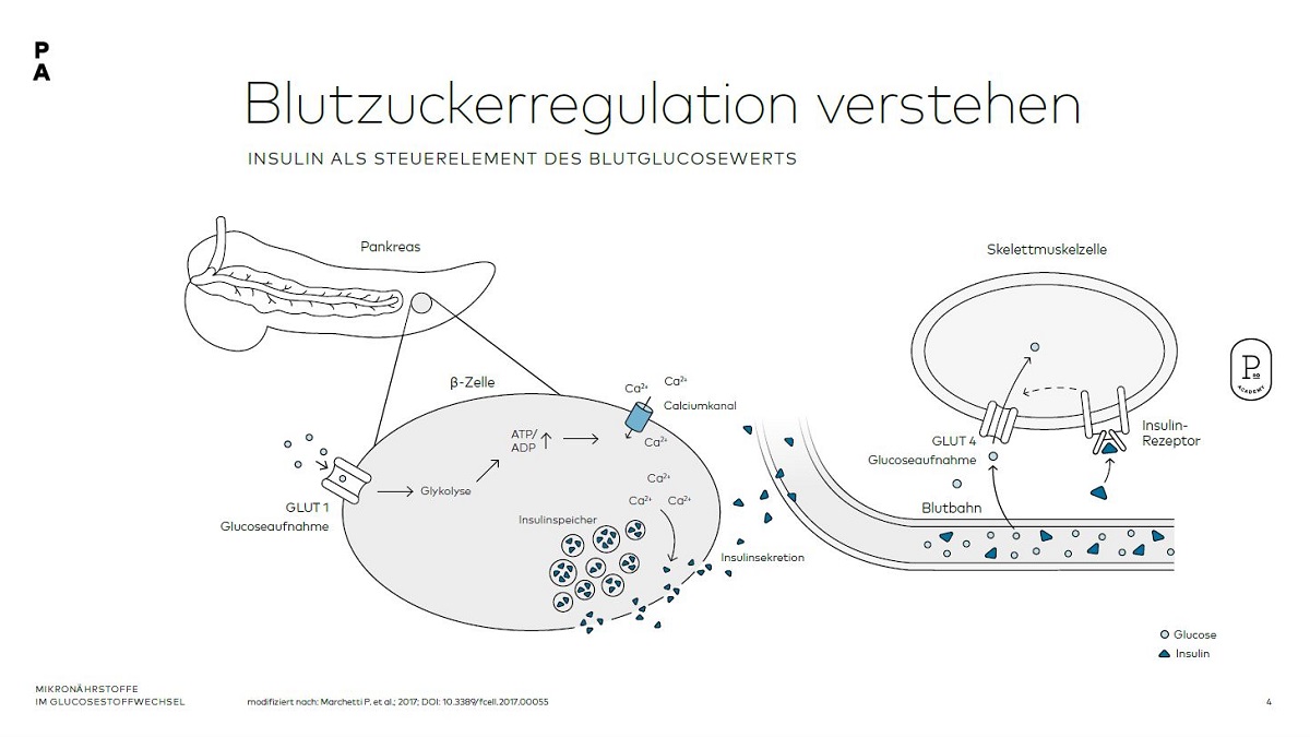 Blutzuckerregulation verstehen