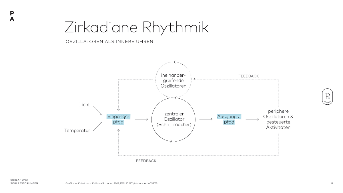 Zirkadianer Rhythmus – einfach erklärt