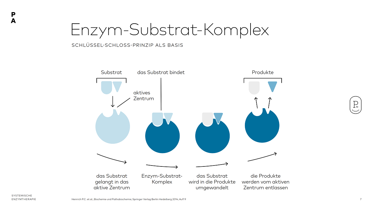 Enzym-Substrat-Komplex