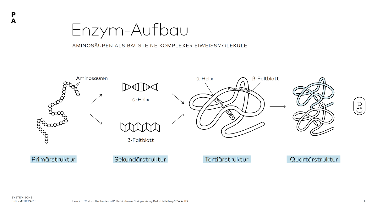 Enzym-Aufbau