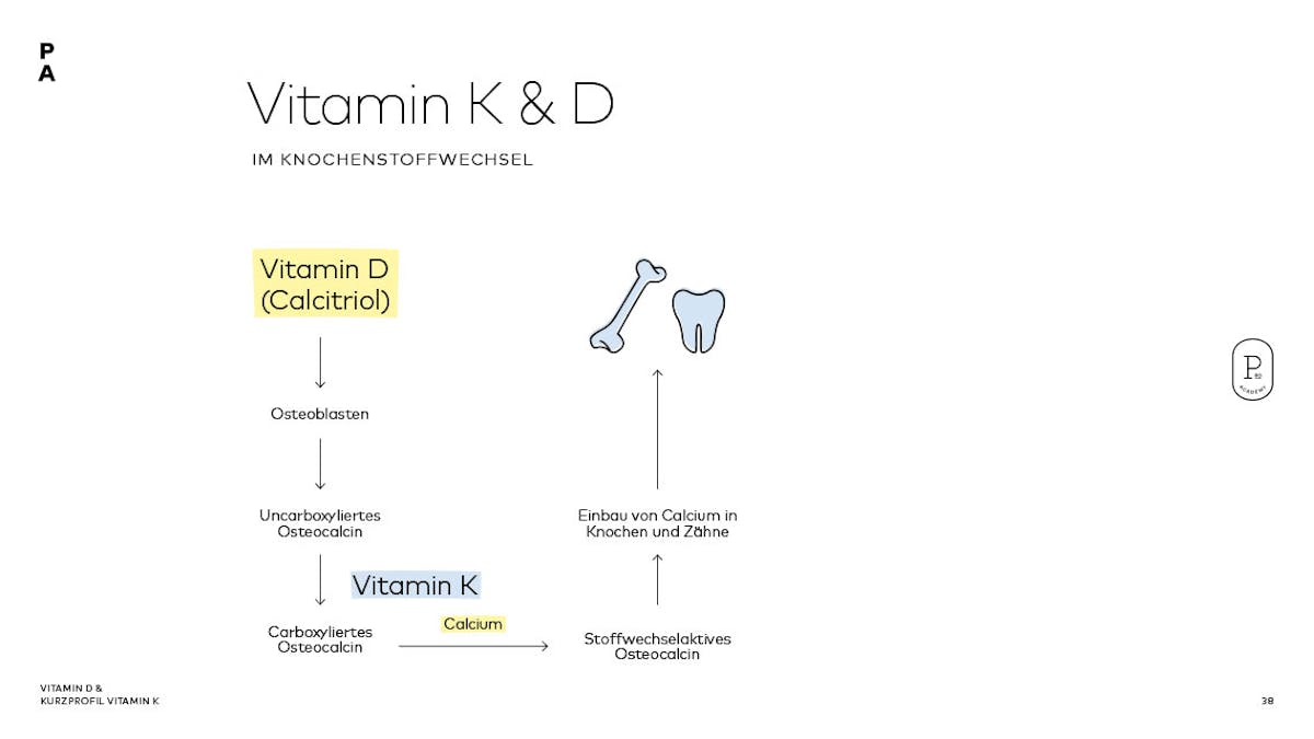 Vitamin K & D: DAS Duo für den Knochenstoffwechsel 