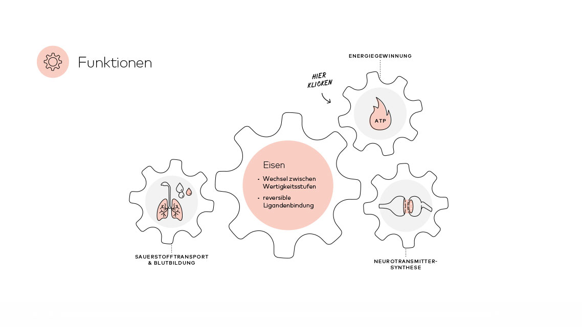 Funktionen von Eisen