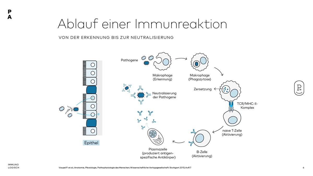 Darstellung: Ablauf einer Immunreaktion