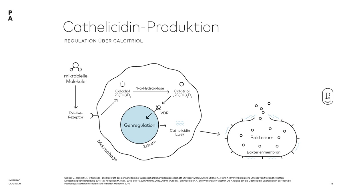 Darstellung: Cathelicidin-Produktion