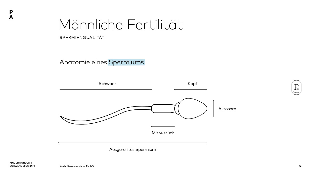 Männliche Fertilität: Darstellung eines Spermiums