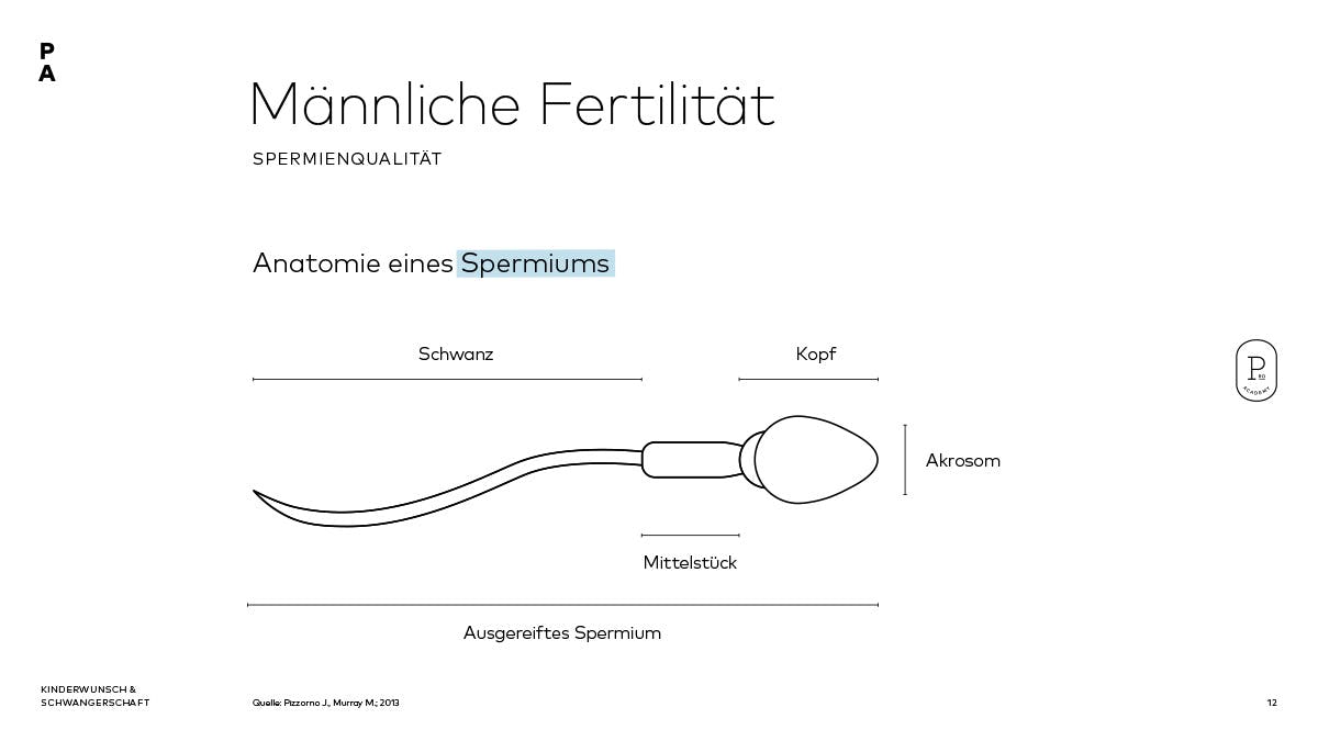 Männliche Fertilität: Darstellung eines Spermiums