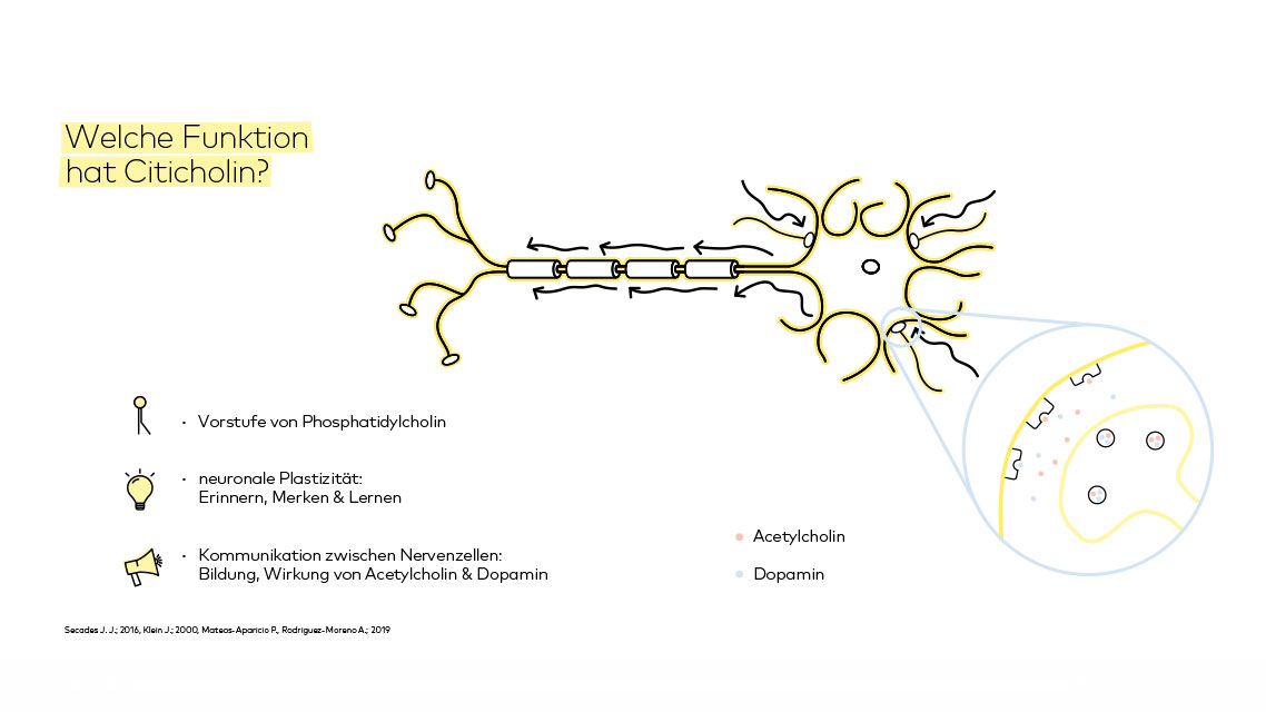 Welche Funktion hat Citicholin