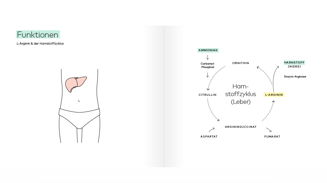 Funktionen von Aminosäuren