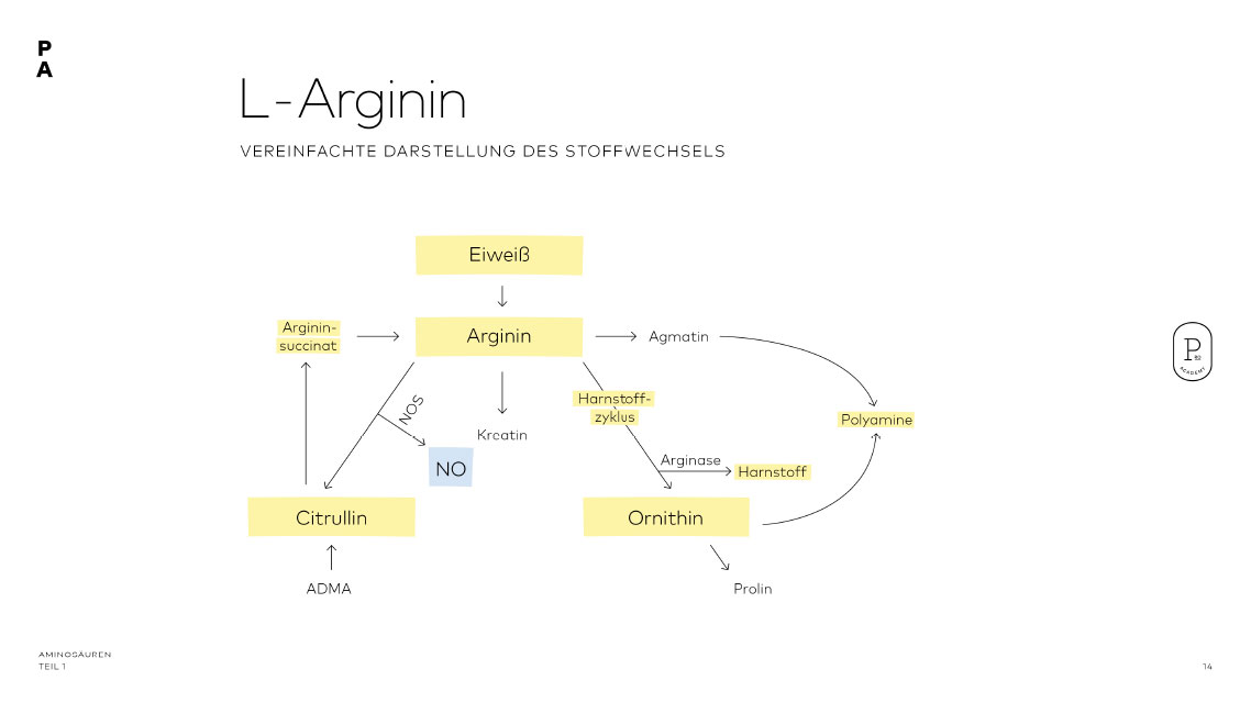 Vereinfachte Darstellung des Arginin- Stoffwechsels