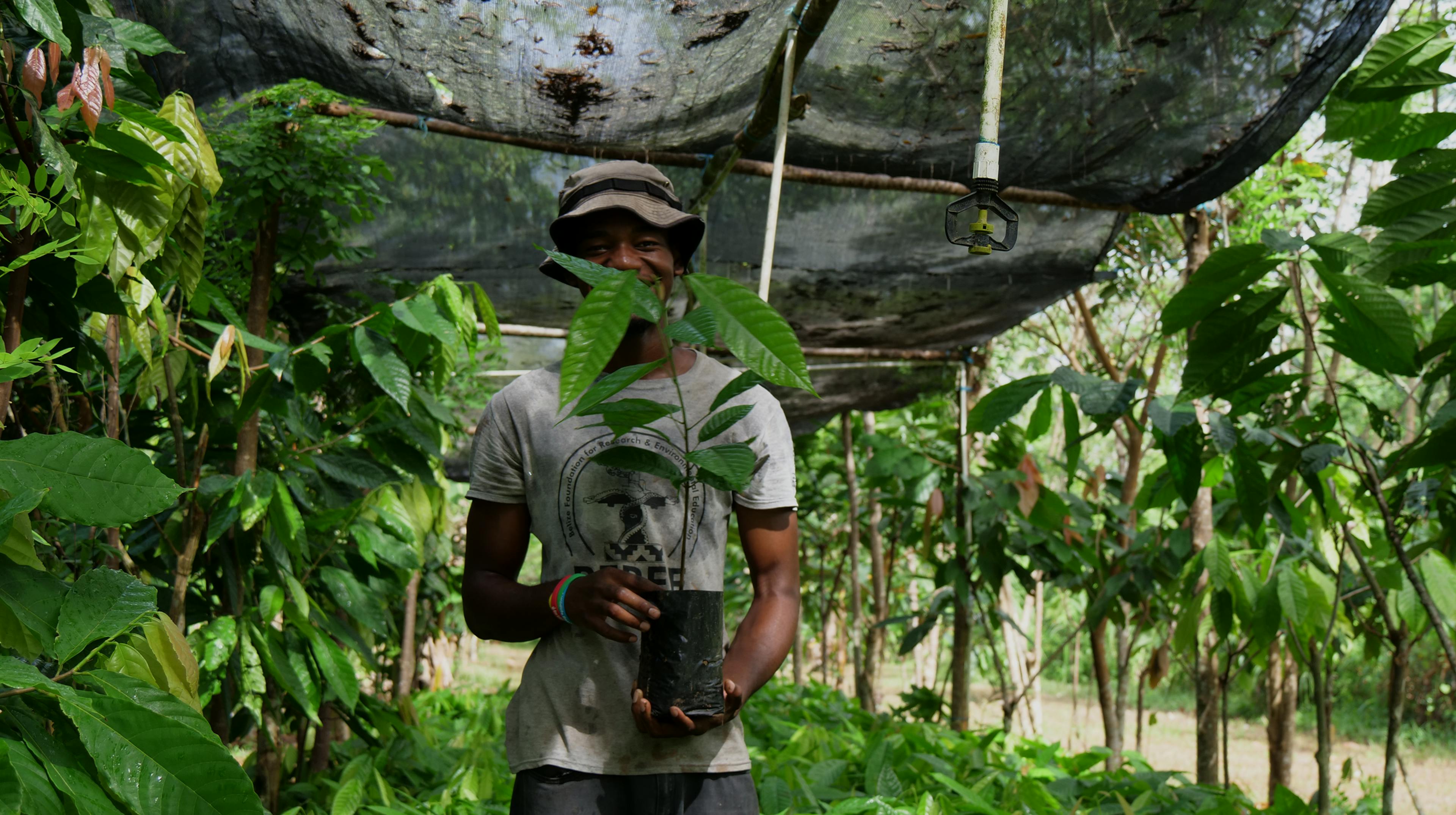 Cacao farmer holding a young cacao seedling in a nursery under shade netting
