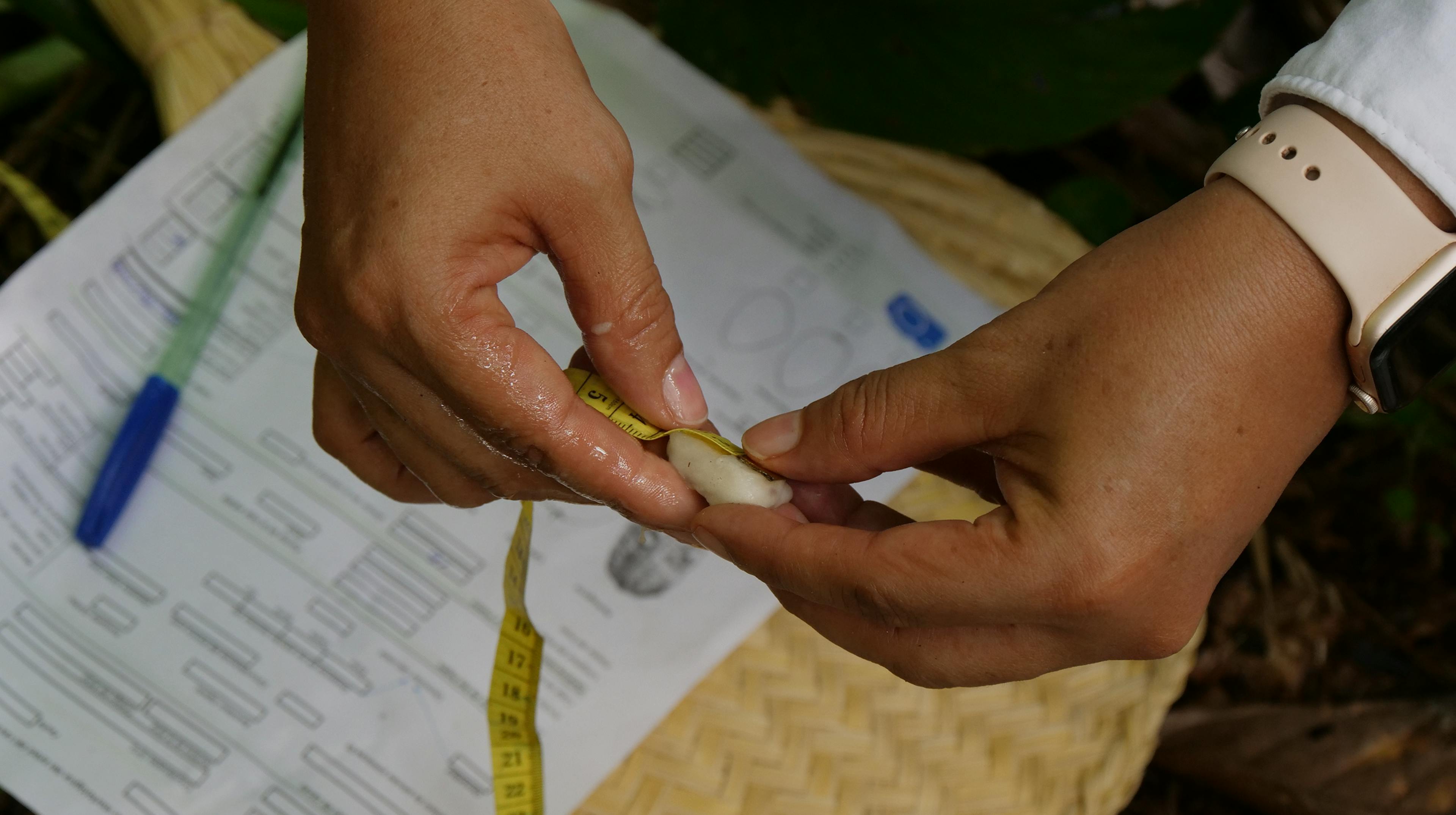 Hands measuring a fresh cacao bean with a tape measure over a data collection form
