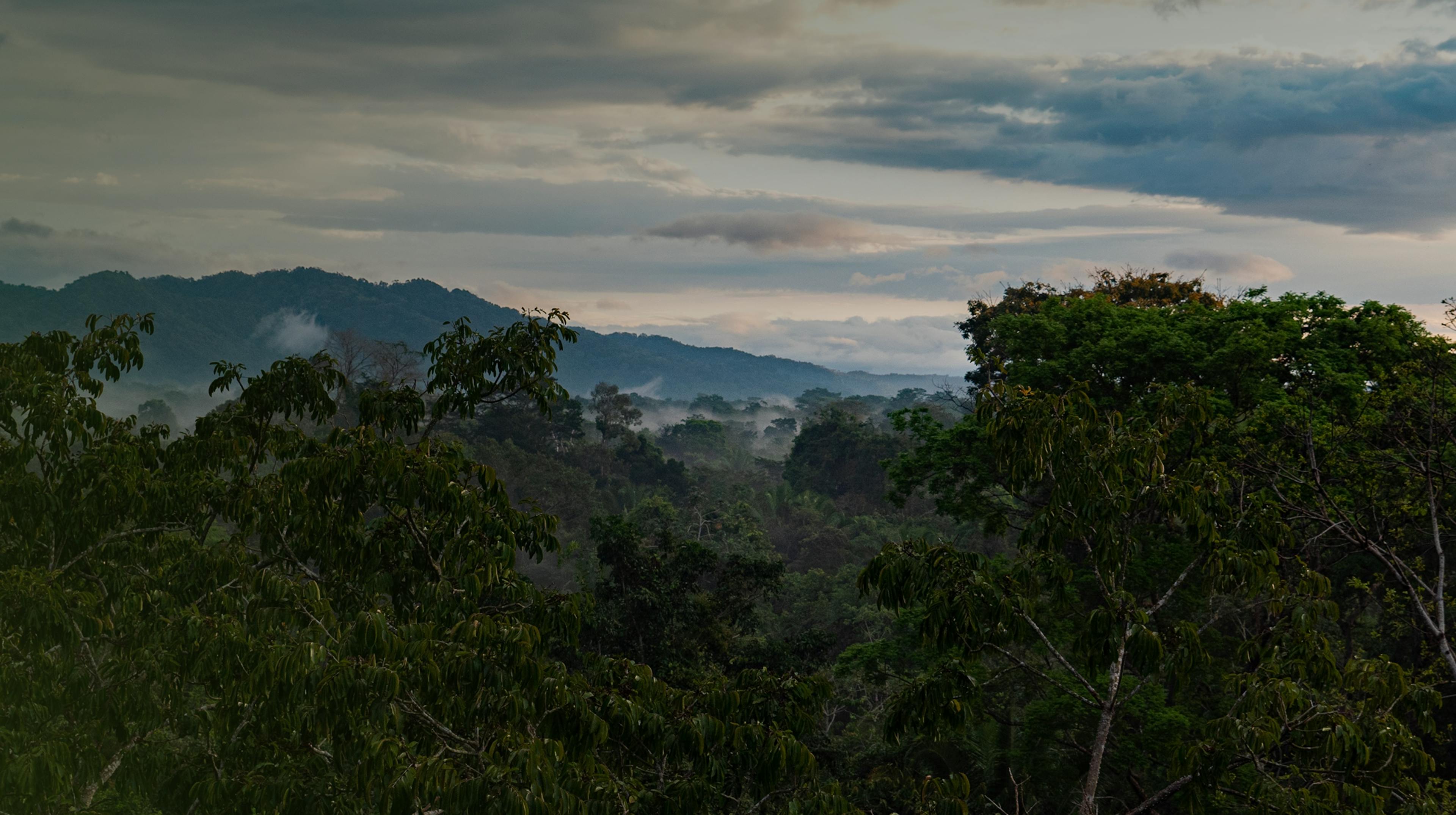 View of an equatorial forest with a cloudy sky. 