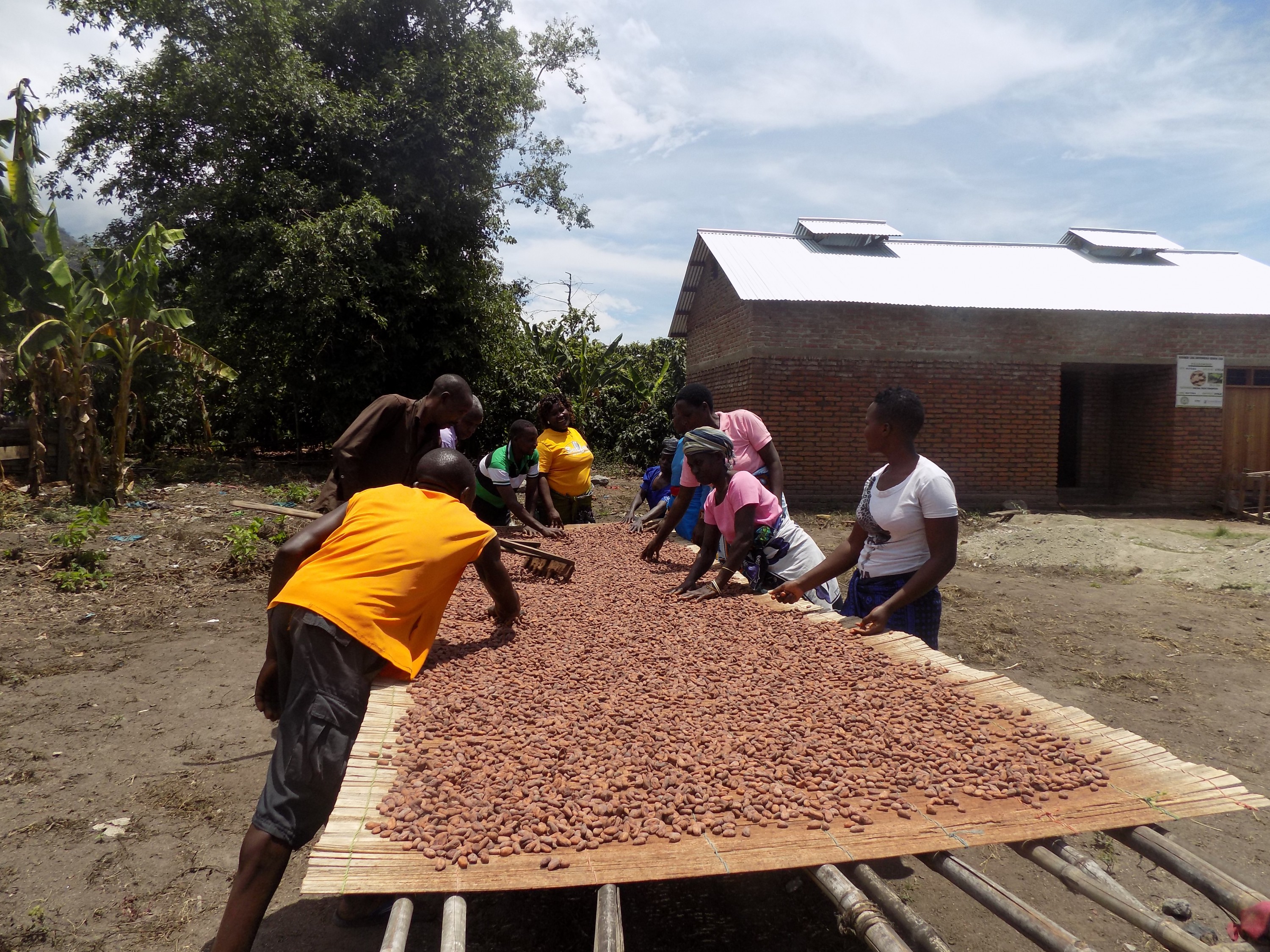 Wild Cacao Could Die Out. We Can't Let It. | HCP