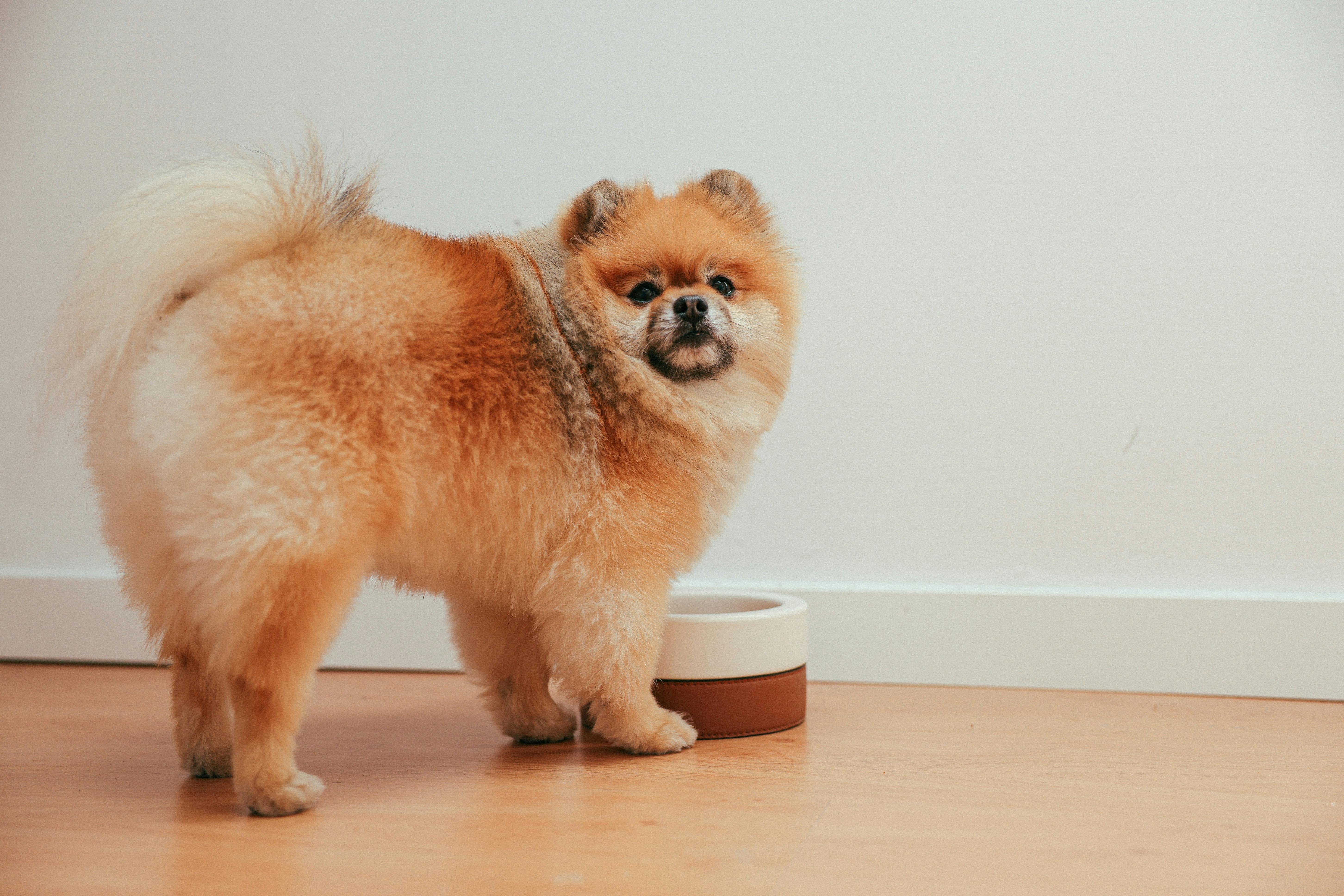 what foods your dog should never eat