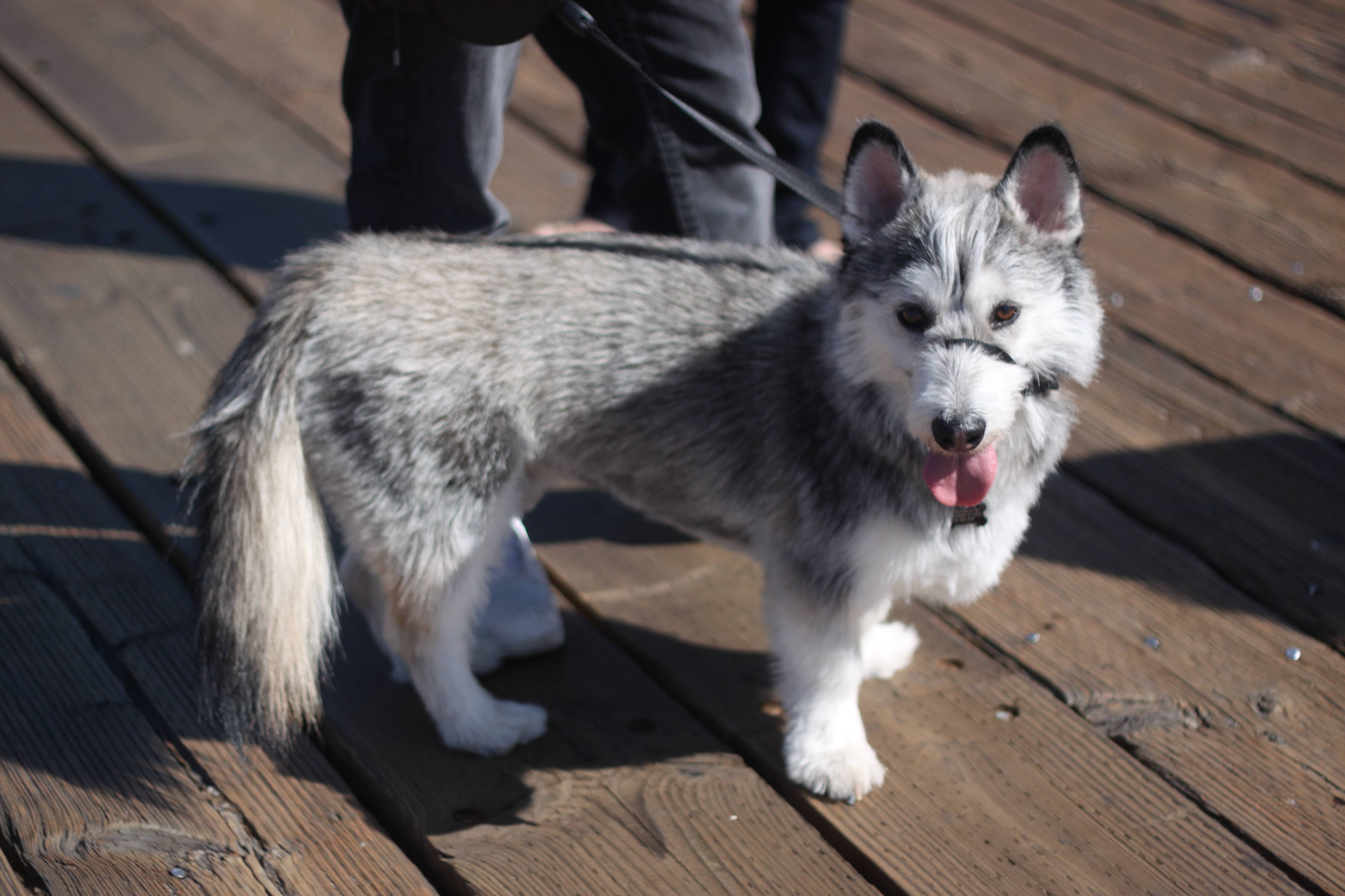 Cute store corgi mix