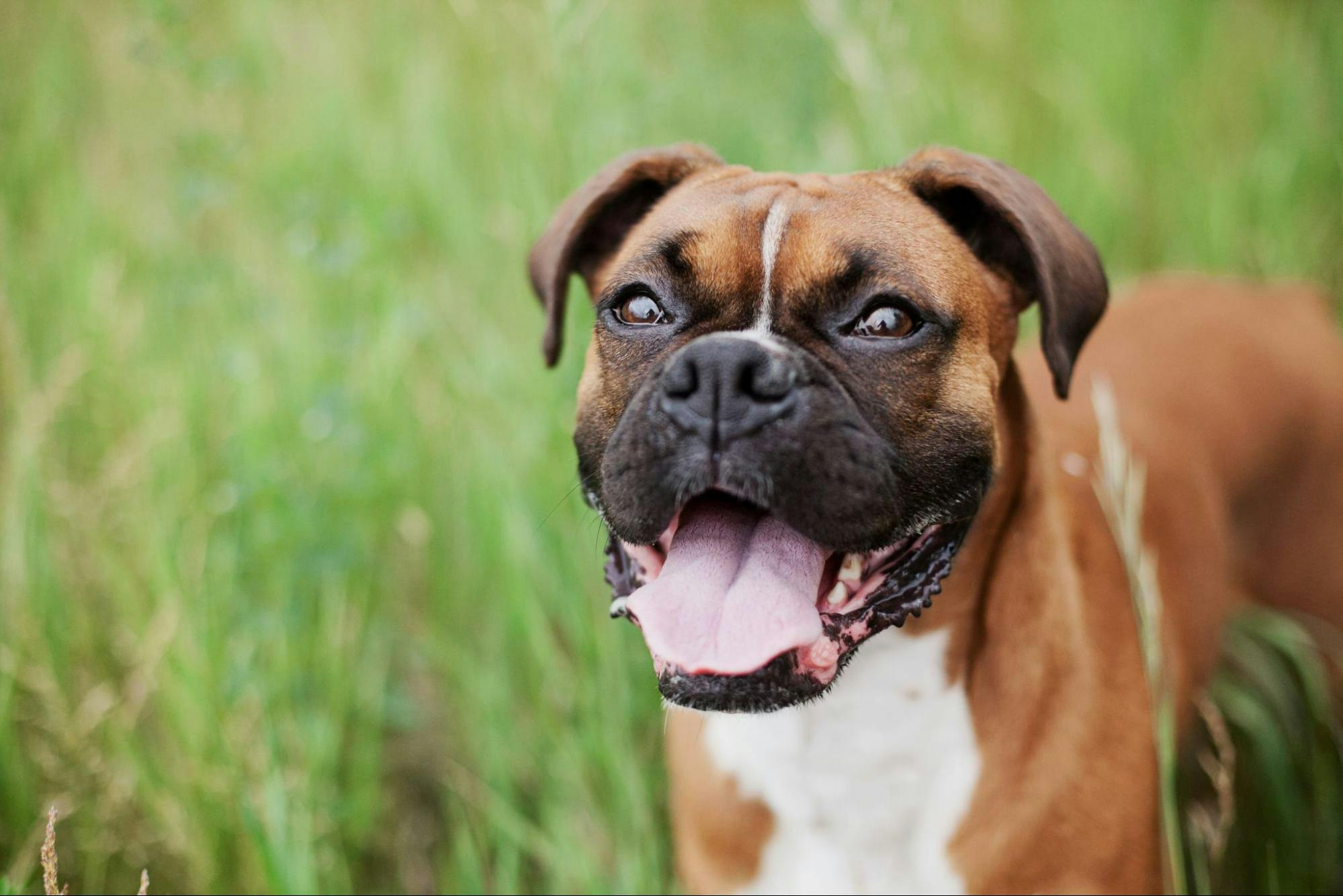 which dog breeds fart the most