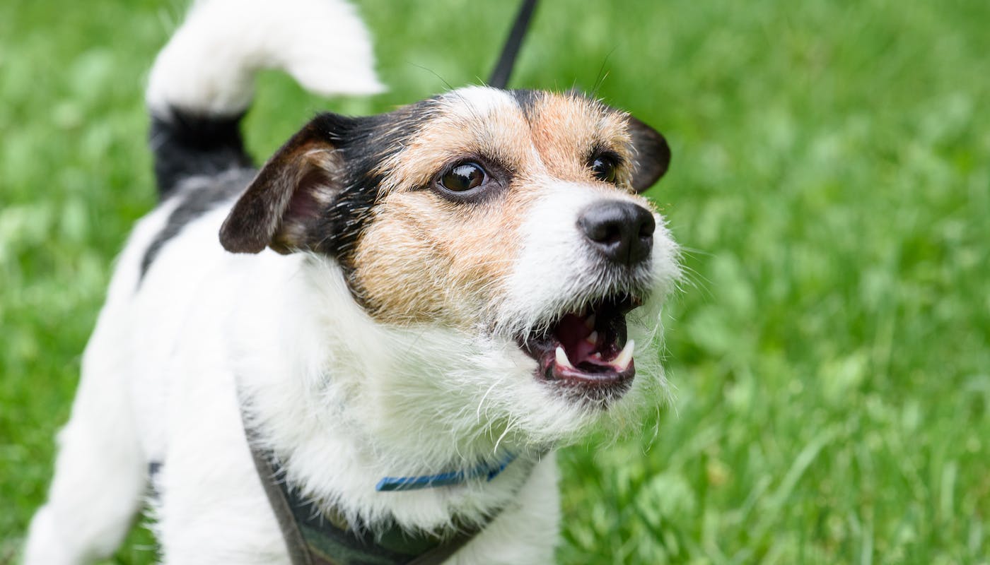 how do you stop a dog barking when left alone