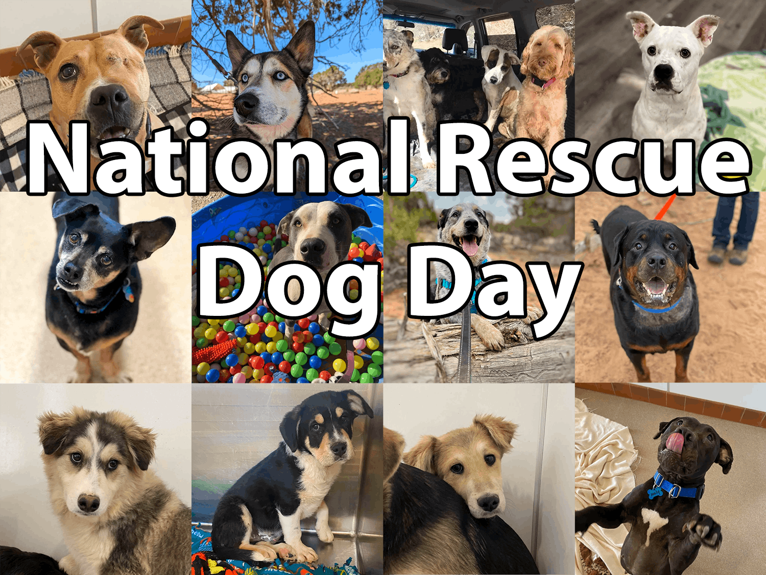National rescue dog day discount