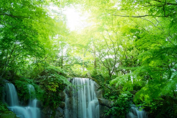 Green gorge with trees and waterfalls.