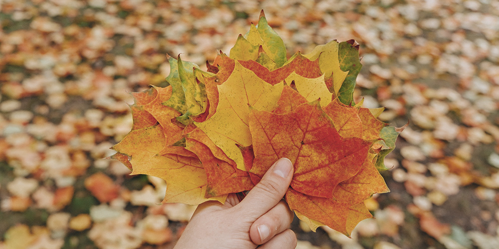 Nærbilde av høstløv i ryddet hage